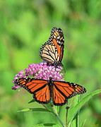 Monarch Butterflies DIN0293 Photograph by Gerry Gantt
