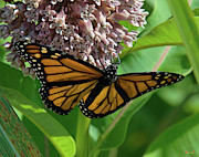 Monarch Butterfly on Common Milkweed DIN0060 Photograph by Gerry Gantt