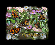 Monarch Collage Photograph by Aimee L Maher ALM GALLERY