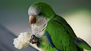 Monk Parakeet eating a Loaf of Bread Photograph by Sapiens Verbum Monk Parakeet eating a Loaf of Bread Photograph by Sapiens Verbum