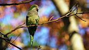 Monk Parakeet Myiopsitta monachus Photograph by Sapiens Verbum Monk Parakeet Myiopsitta monachus Photograph by Sapiens Verbum
