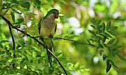 Monk Parakeet Perched on a Tree Branch Photograph by Sapiens Verbum Monk Parakeet Perched on a Tree Branch Photograph by Sapiens Verbum