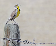 Montana Meadowlark's Spring Song Photograph by Jennie Marie Schell
