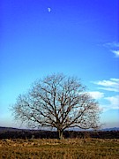 Moon tree Photograph by Martin Smith Moon tree Photograph by Martin Smith