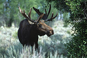 Moose Backlit By Early Wyoming Light Photograph by Gomezdavid