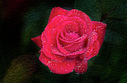 Morning mist on red rose Photograph by Bernd Laeschke Morning mist on red rose Photograph by Bernd Laeschke