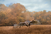 Morning Mouse Hunting Photograph by Jai Johnson