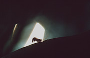 Mosquito Photograph by Science Photo Library