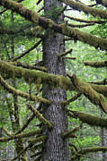 Moss Fir Photograph by Dylan Punke