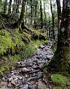 Mossy Trail, Arthurs Pass, New Zealand Photograph by Sarah Lilja