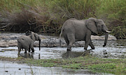 Following Mom Photograph by Ben Foster
