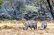Mother and Calf White Rhino in Kenya Photograph by Good Focused