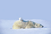Mother Polar Bear With Cub, Lying On Photograph by Art Wolfe