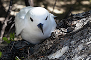 Mother White Tern Photograph by Diane Macdonald
