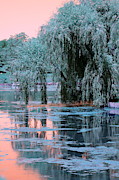 Mother Willow Infrared Photograph by Colleen Cornelius