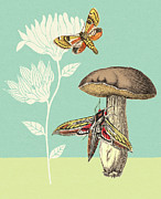 Moths, Mushroom and Flowers Drawing by CSA Images Moths, Mushroom and Flowers Drawing by CSA Images