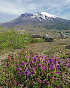 Mount St. Helens Photograph by Tiffany Whisler