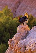 Mountain Dancer Photograph by Kadek Susanto