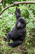 Mountain Gorilla Juvenile Aged 2 Years, Hanging From Photograph by Eric Baccega / Naturepl.com