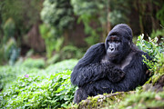 Mountain Gorilla Silverback Sitting Amongst Potato Crop On Photograph by Christophe Courteau / Naturepl.com Mountain Gorilla Silverback Sitting Amongst Potato Crop On Photograph by Christophe Courteau / Naturepl.com