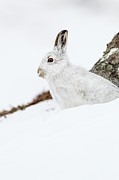 Mountain Hare (lepus Timidus) In Snow Photograph by Sarah Darnell