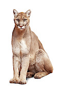 Mountain Lion Named Sierra Photograph by Good Focused