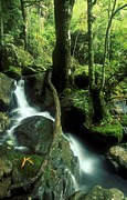 Mountain Stream. Injasuti. Ukhlamba Photograph by Roger De La Harpe