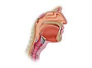 Mouth And Throat Anatomy Photograph by Science Photo Library