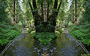 Muir Woods Mirror #1 Photograph by Ben Upham III Muir Woods Mirror #1 Photograph by Ben Upham III