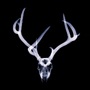 Mule Deer x-ray 001 Photograph by Rob Graham Mule Deer x-ray 001 Photograph by Rob Graham