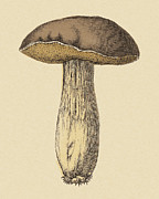 Mushroom Drawing by CSA Images Mushroom Drawing by CSA Images