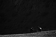 Mustang Stallion Standoff Photograph by Waterdancer