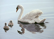 Mute Swan And Two Cygnets Painting by Ron Parker