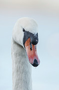 Mute Swan, Cygnus Olor, Cob, Male Photograph by Sarah Darnell