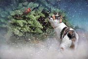 My Favorite Color Ornament Is Red Photograph by Jai Johnson