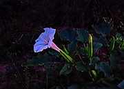 Mysterious Moonflower Photograph by Judy Kennedy
