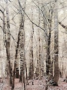 Mystical Forest Photograph by Carol Riddle