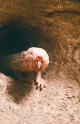 Naked Mole Rat Photograph by Science Photo Library