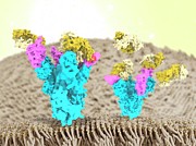 Nanobodies And Covid-19 Virus Spike Protein Photograph by Science Photo Library