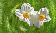 Narcissus flowers Photograph by Bernd Laeschke Narcissus flowers Photograph by Bernd Laeschke