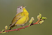 Nashville Warbler Singing Photograph by Donald M. Jones