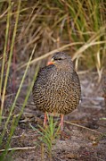 Natal Francolin (francolinus Photograph by Roger De La Harpe