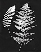 Nature By The Lake Ferns V Black Crop Painting by Piper Rhue