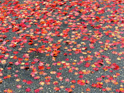 Nature's Confetti Photograph by Linda Stern Nature's Confetti Photograph by Linda Stern