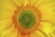 Nature's Sunshine Photograph by Az Jackson