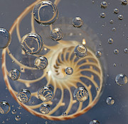 Nautilus Shell Photograph by Minnie Gallman