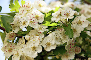 NESTON.  Hawthorn Blossom. Photograph by Lachlan Main