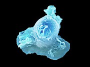 Neutrophil White Blood Cell Photograph by Science Photo Library