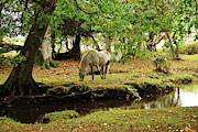 New Forest Pony By A Stream Photograph by Jeff Townsend New Forest Pony By A Stream Photograph by Jeff Townsend