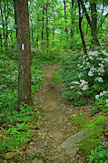 New York AT with Mountain Laurel Photograph by Raymond Salani III New York AT with Mountain Laurel Photograph by Raymond Salani III